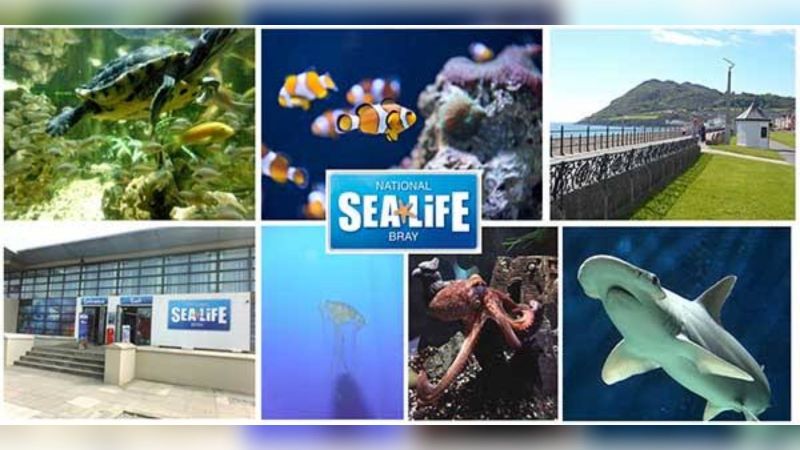imresizer-sealife